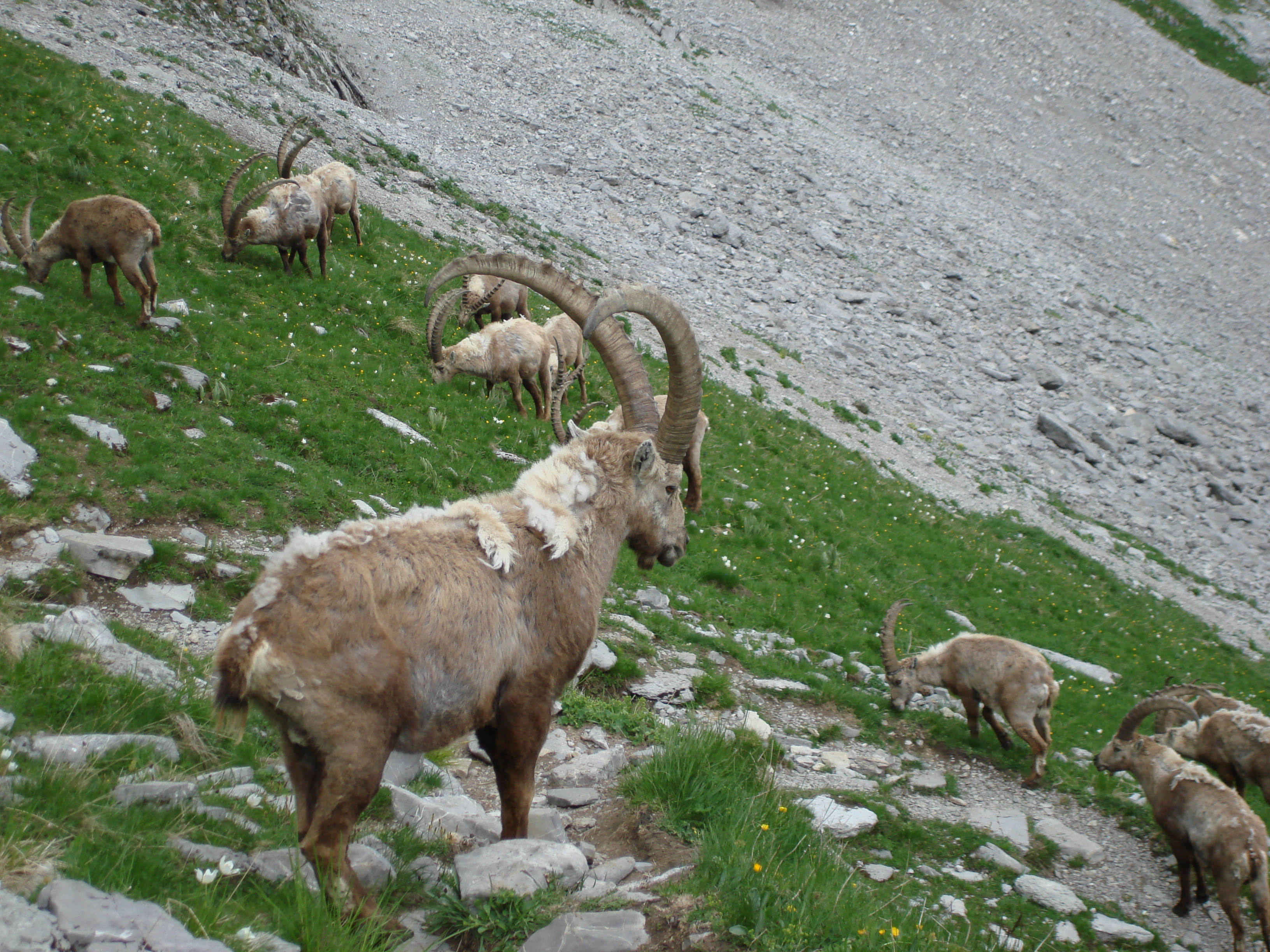 Animaux sauvages suisses / Harde de bouquetins