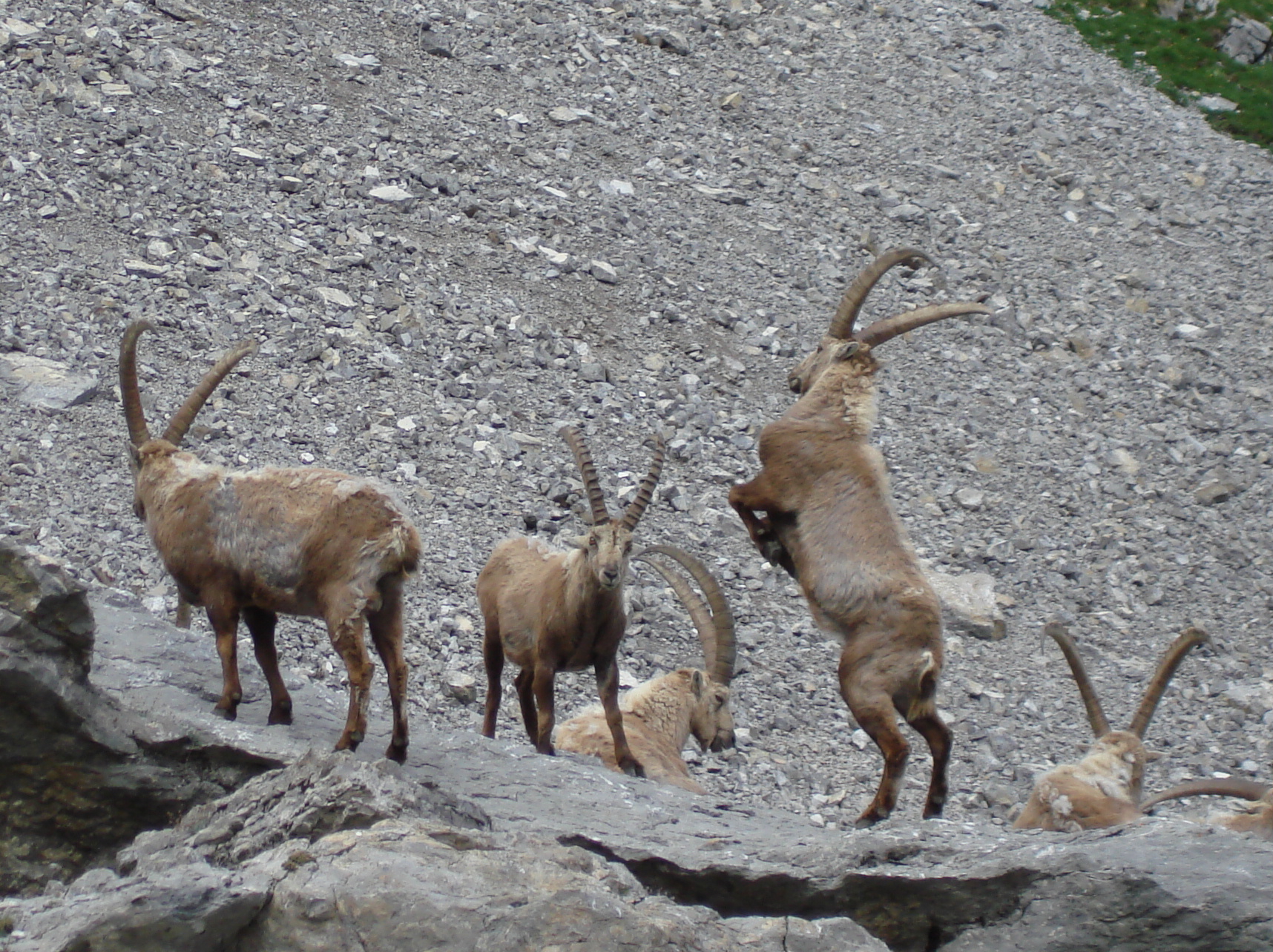 Animaux sauvages suisses / Combat de cornes entre bouquetins