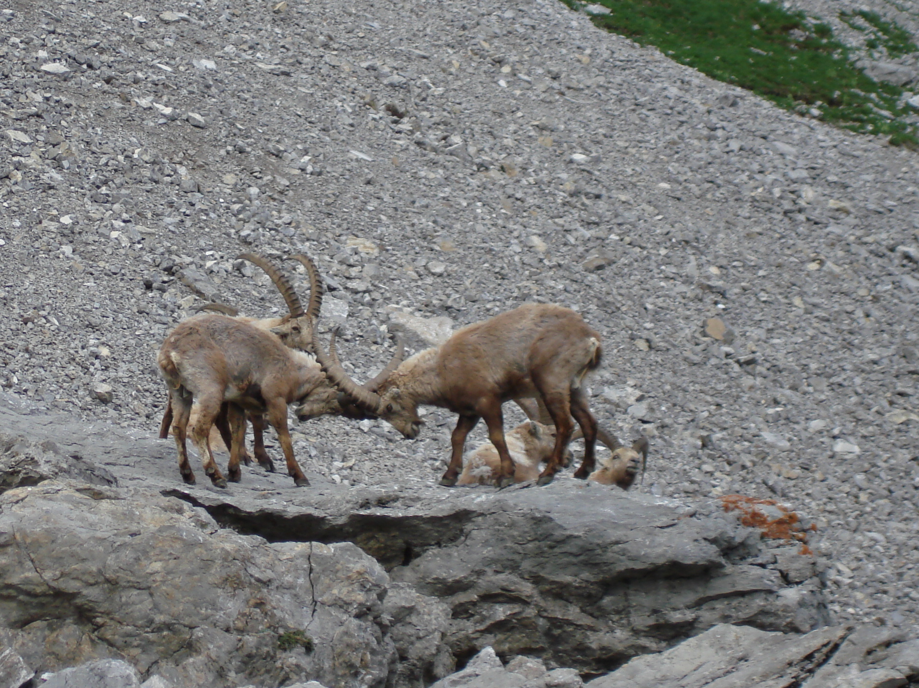 Animaux sauvages suisses / Combat de cornes entre bouquetins
