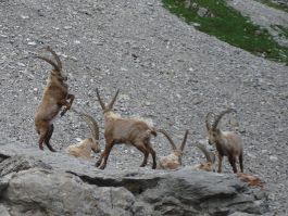 Animaux sauvages suisses / Combat de cornes entre bouquetins