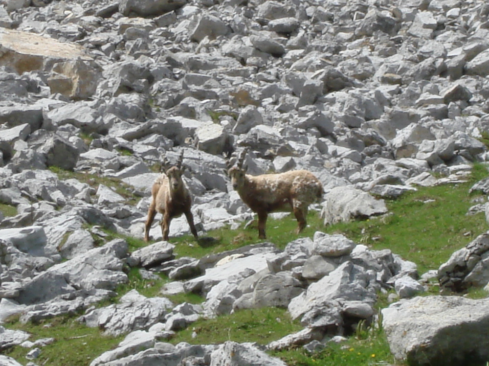 Animaux sauvages suisses / Bouquetins