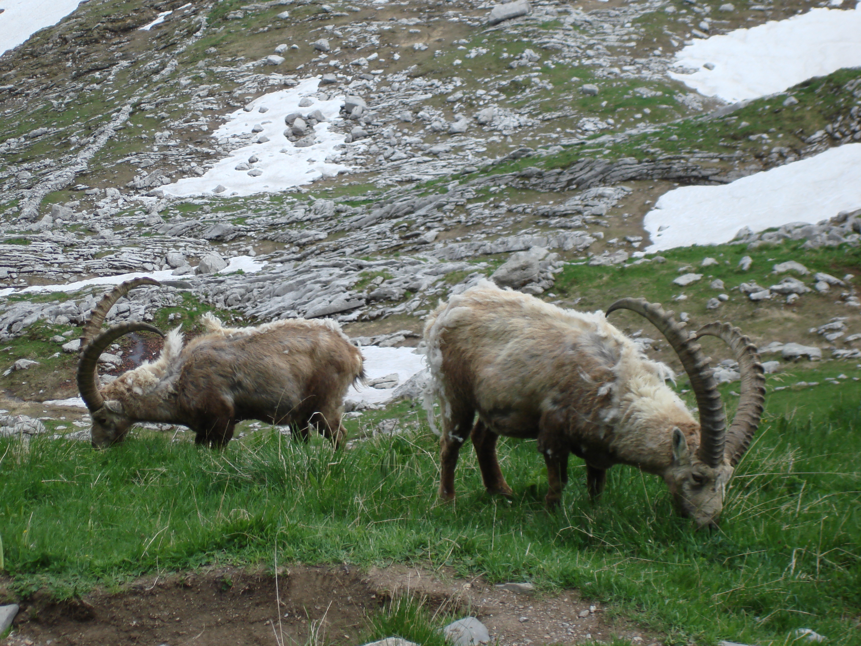 Animaux sauvages suisses / Bouquetins
