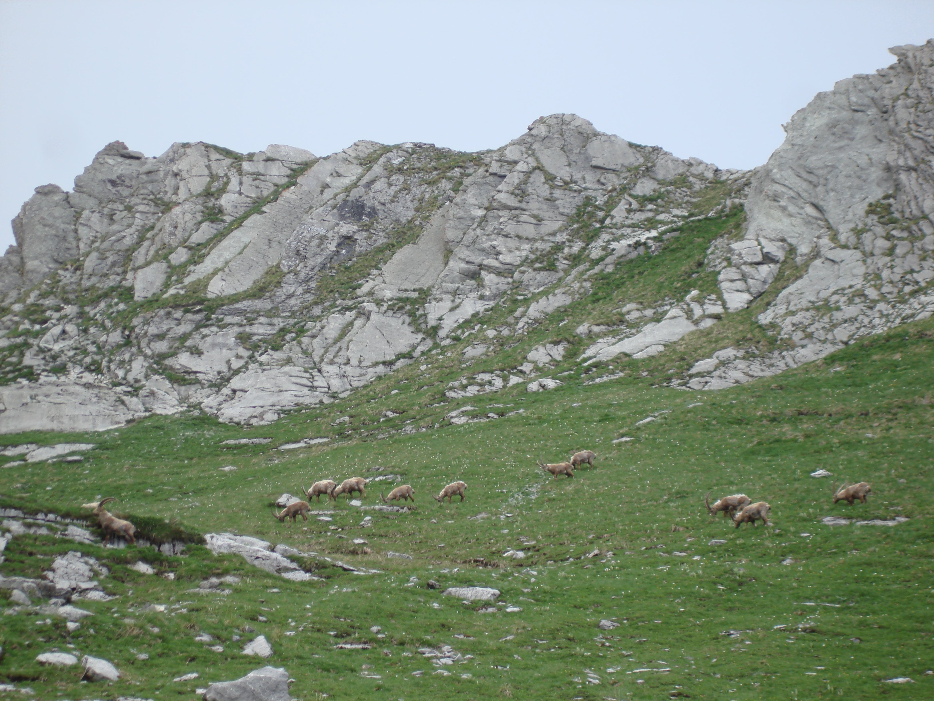 Animaux sauvages suisses / Harde de bouquetins