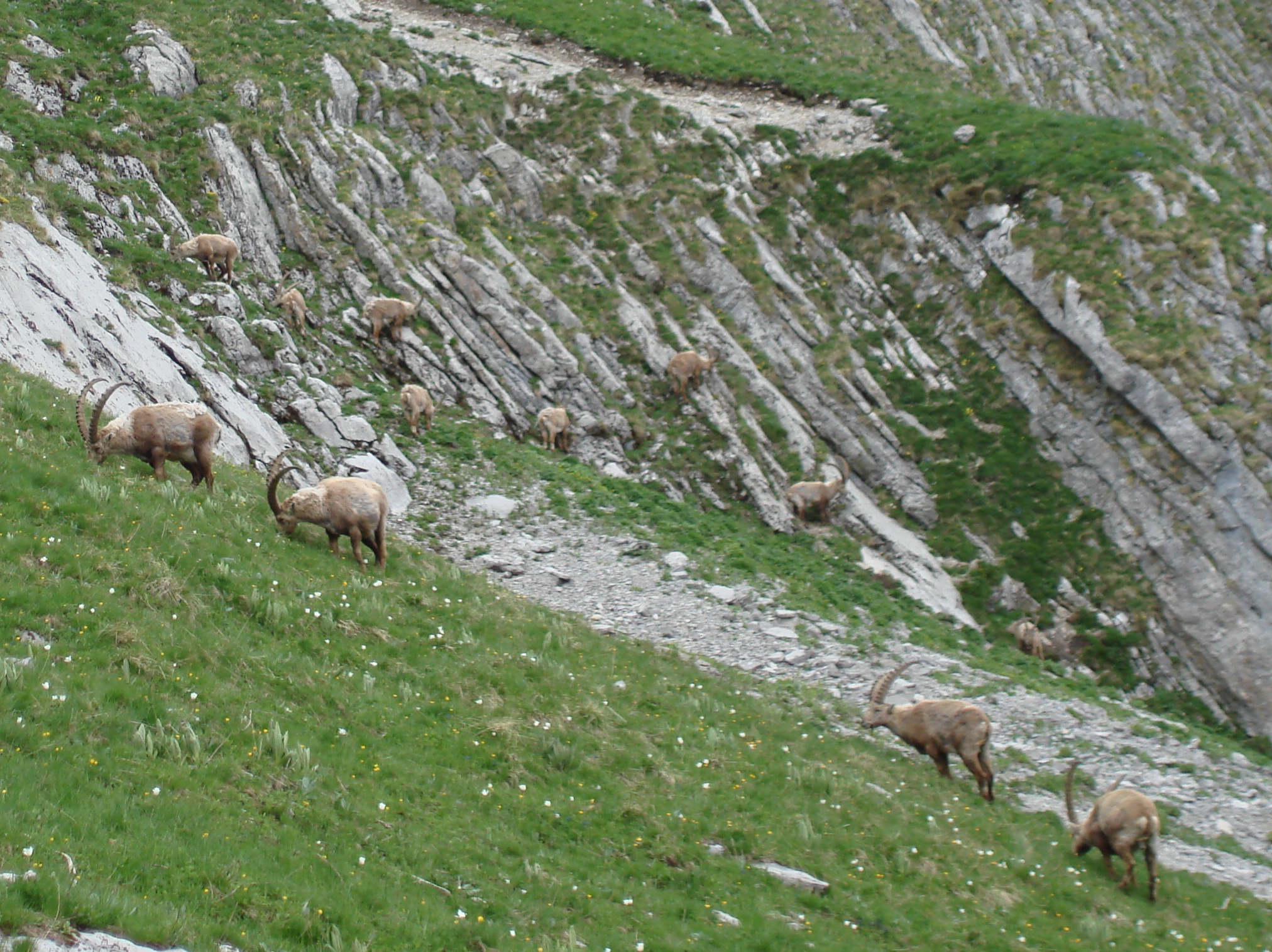 Animaux sauvages suisses / Harde de bouquetins