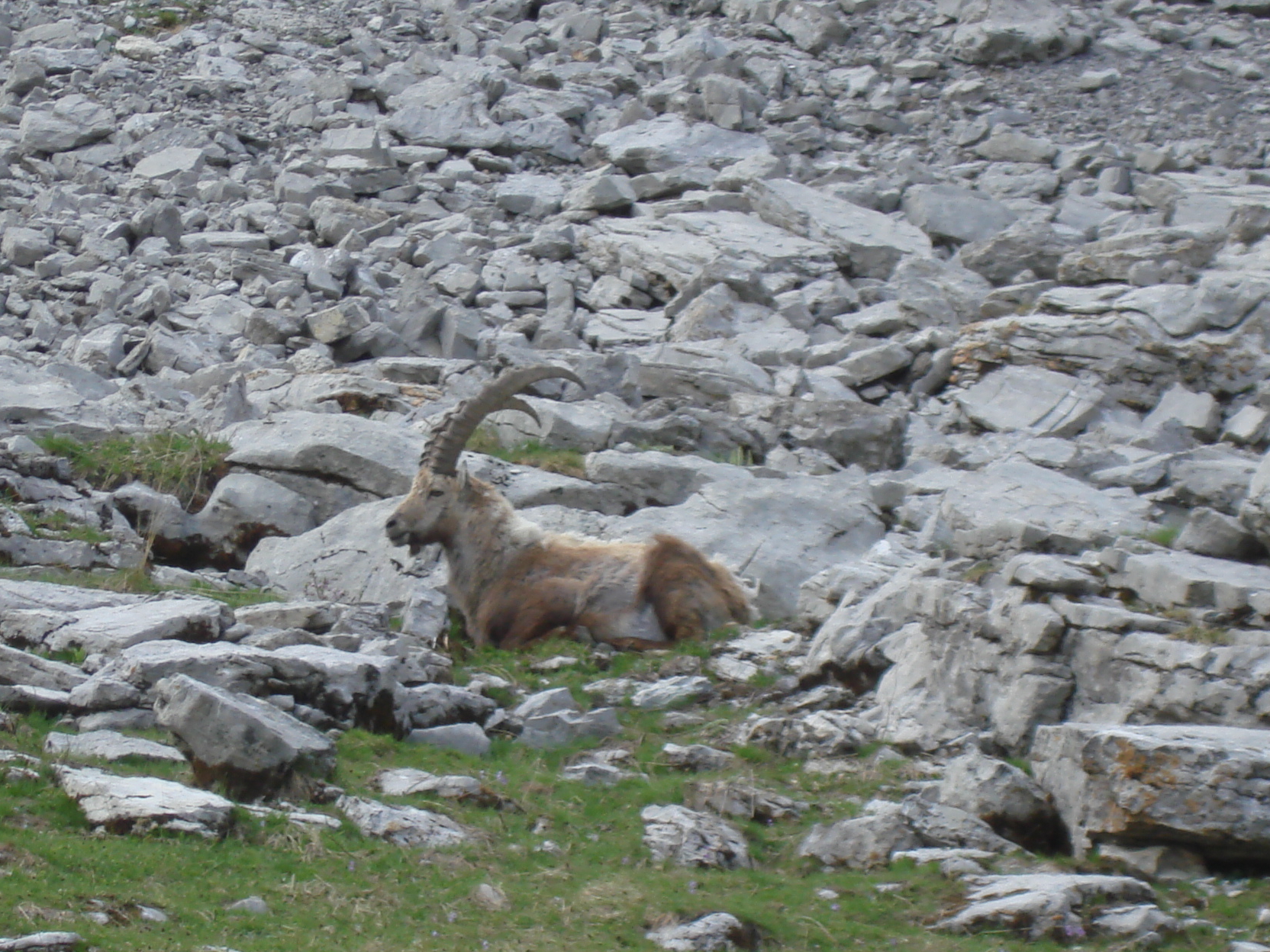 Animaux sauvages suisses / Bouquetin mâle