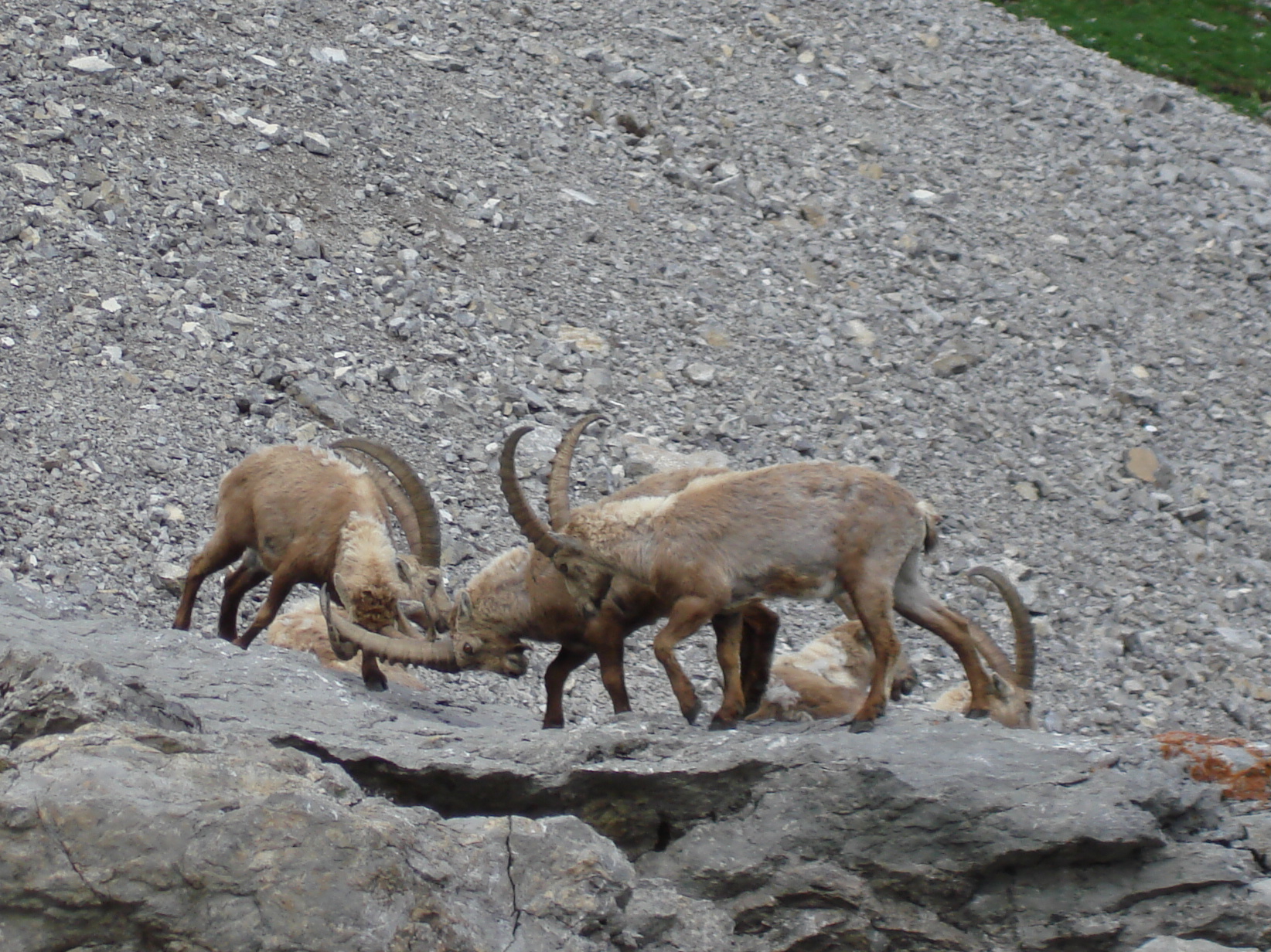 Combat de cornes entre bouquetins