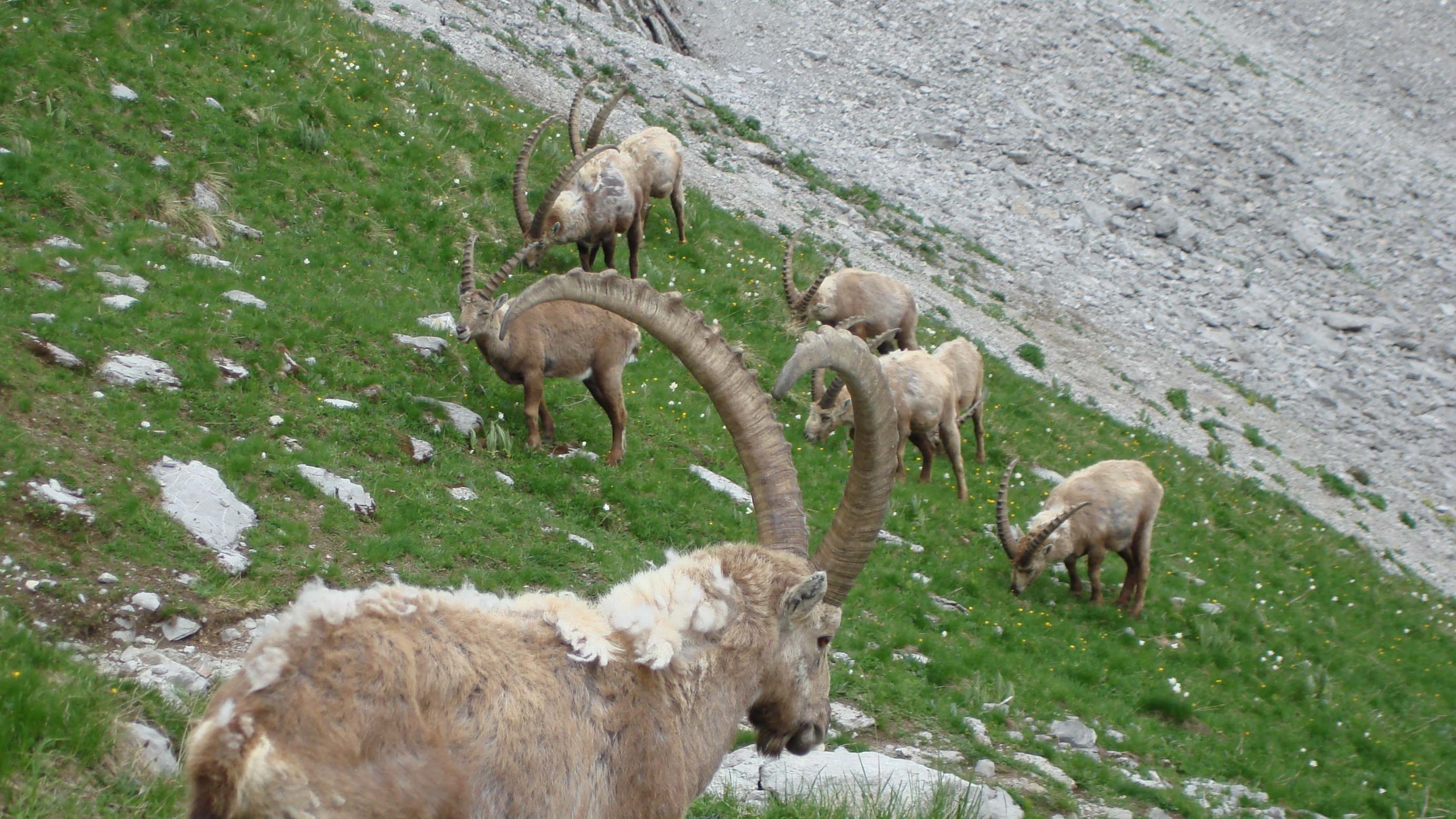 Animaux sauvages suisses / Harde de bouquetins