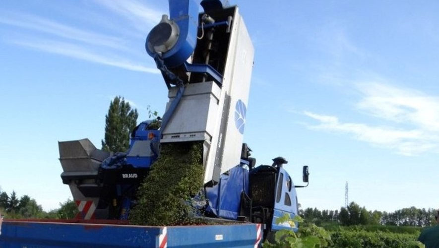 Machine a vendanger vide dans benne