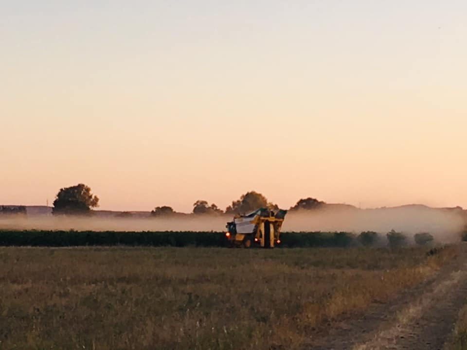 Machine a vendanger dans terre 