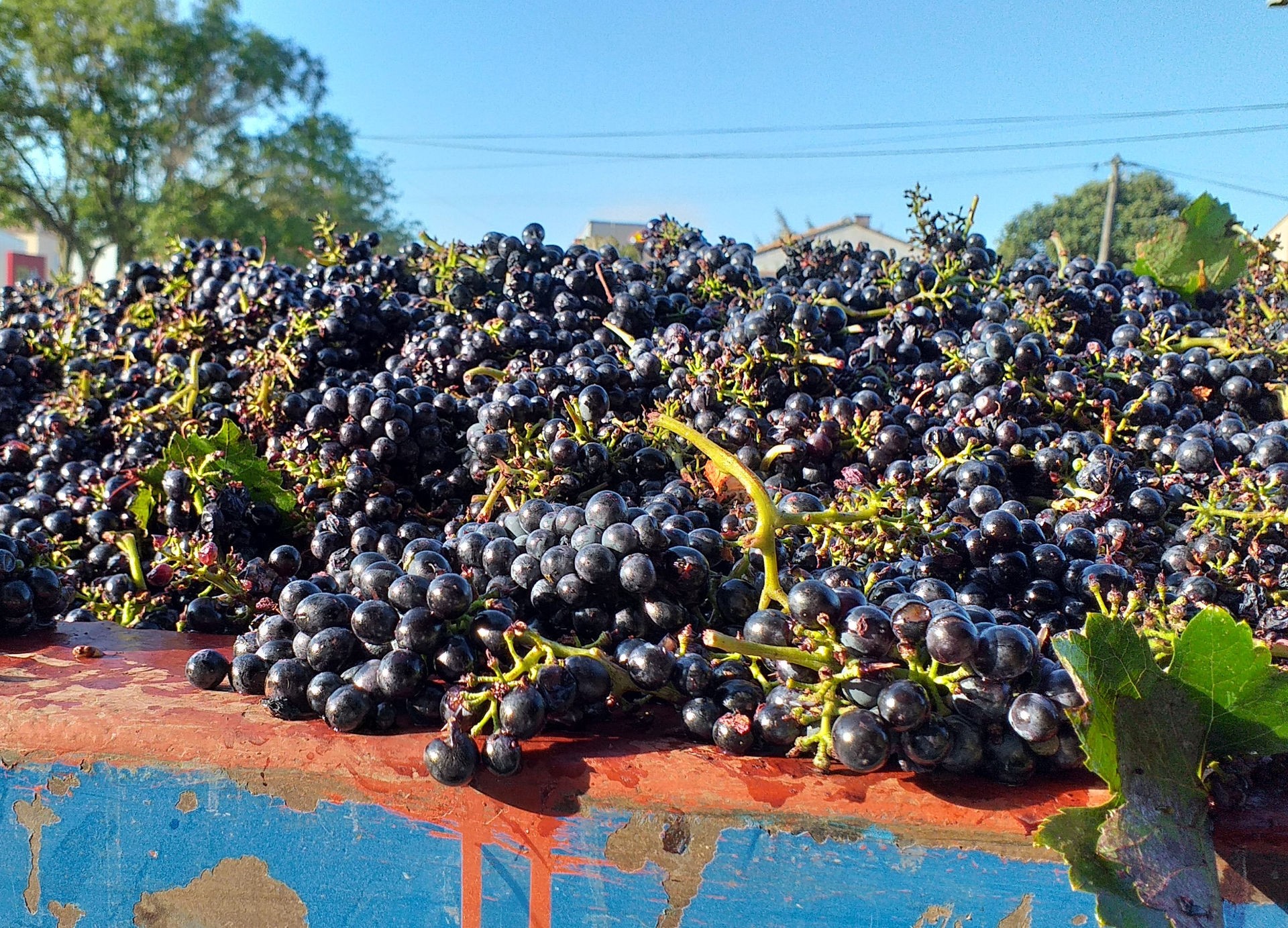Photo raisin