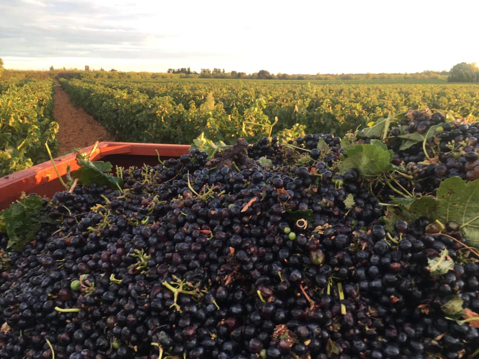 Raisin dans la remorque