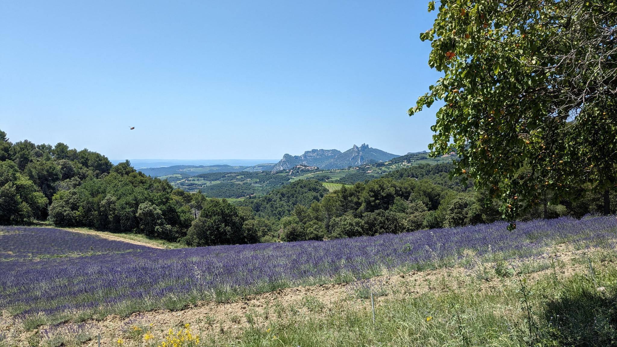 Signal 2023 06 24 140604 004