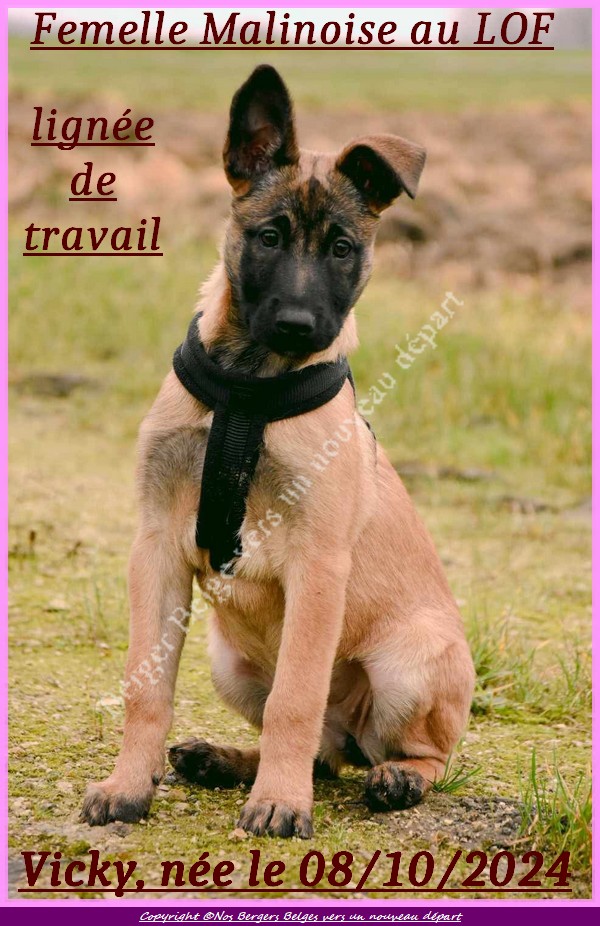 VICKY-Malinoise-au-Lof-3-mois