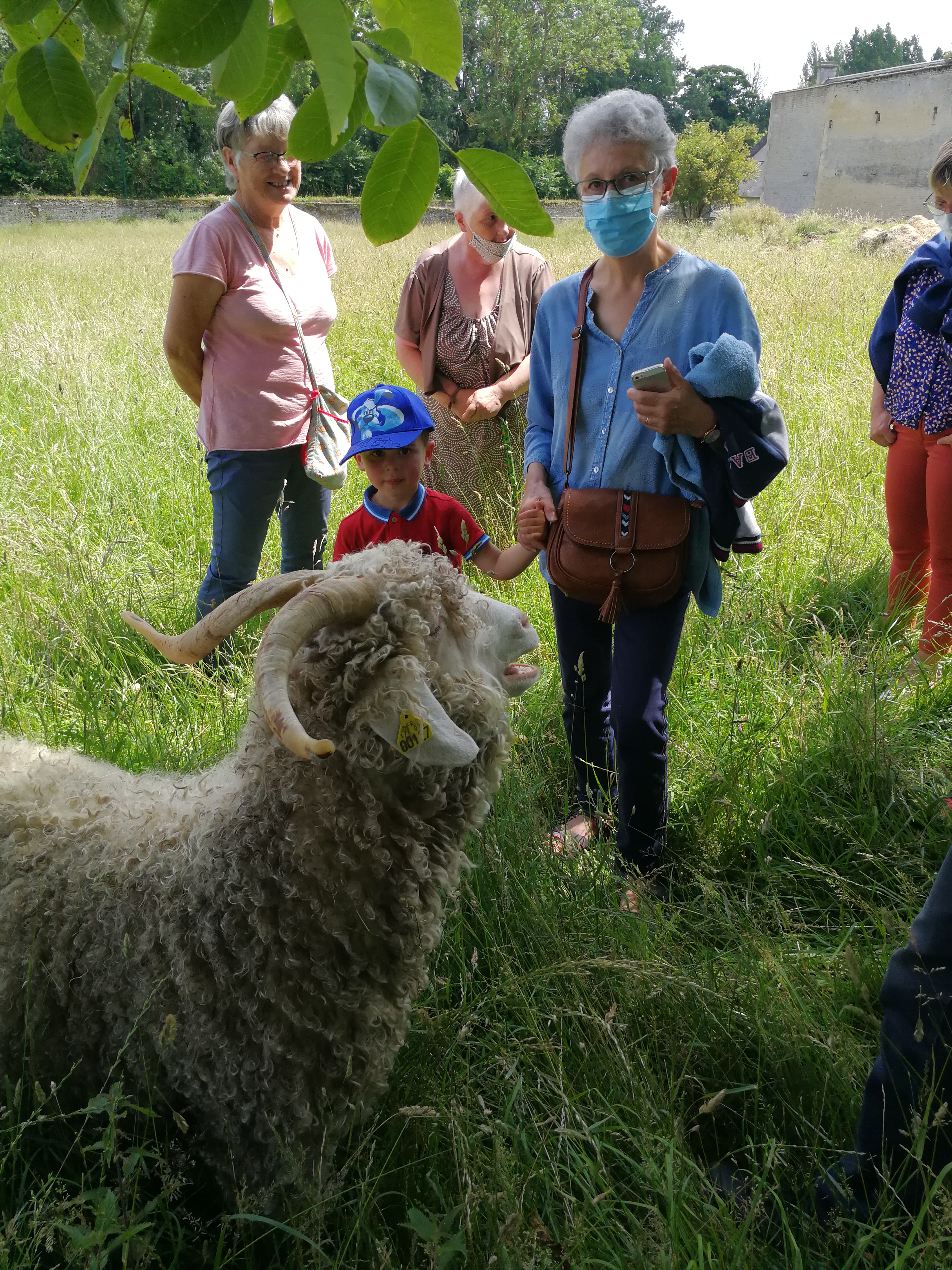 Mohair du marais 1