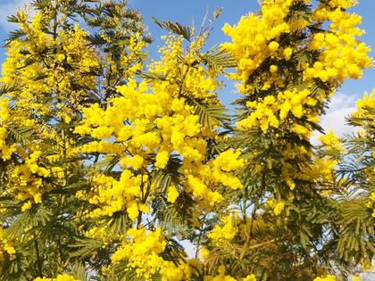 2021 mimosa