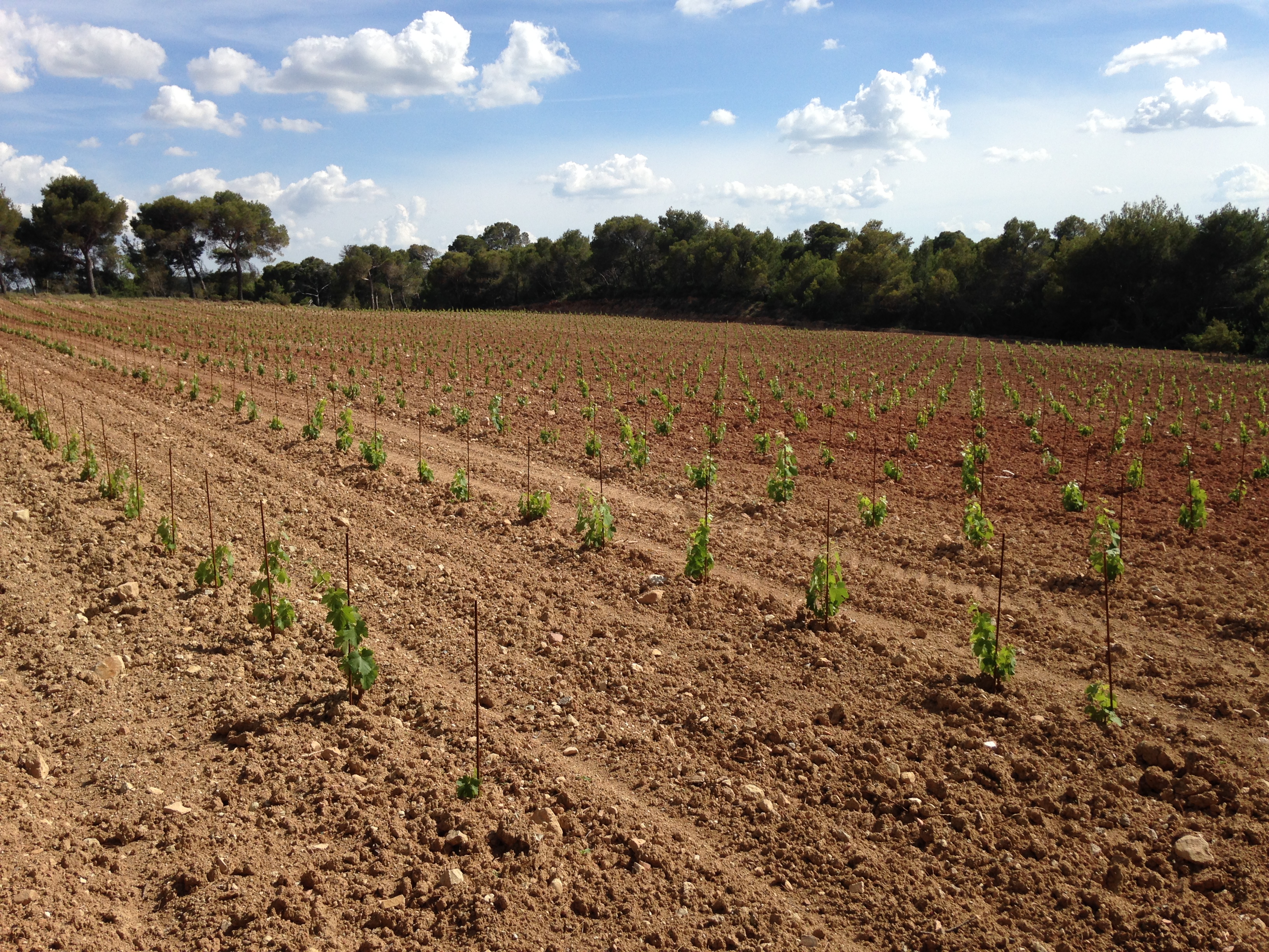 Plantation plateau