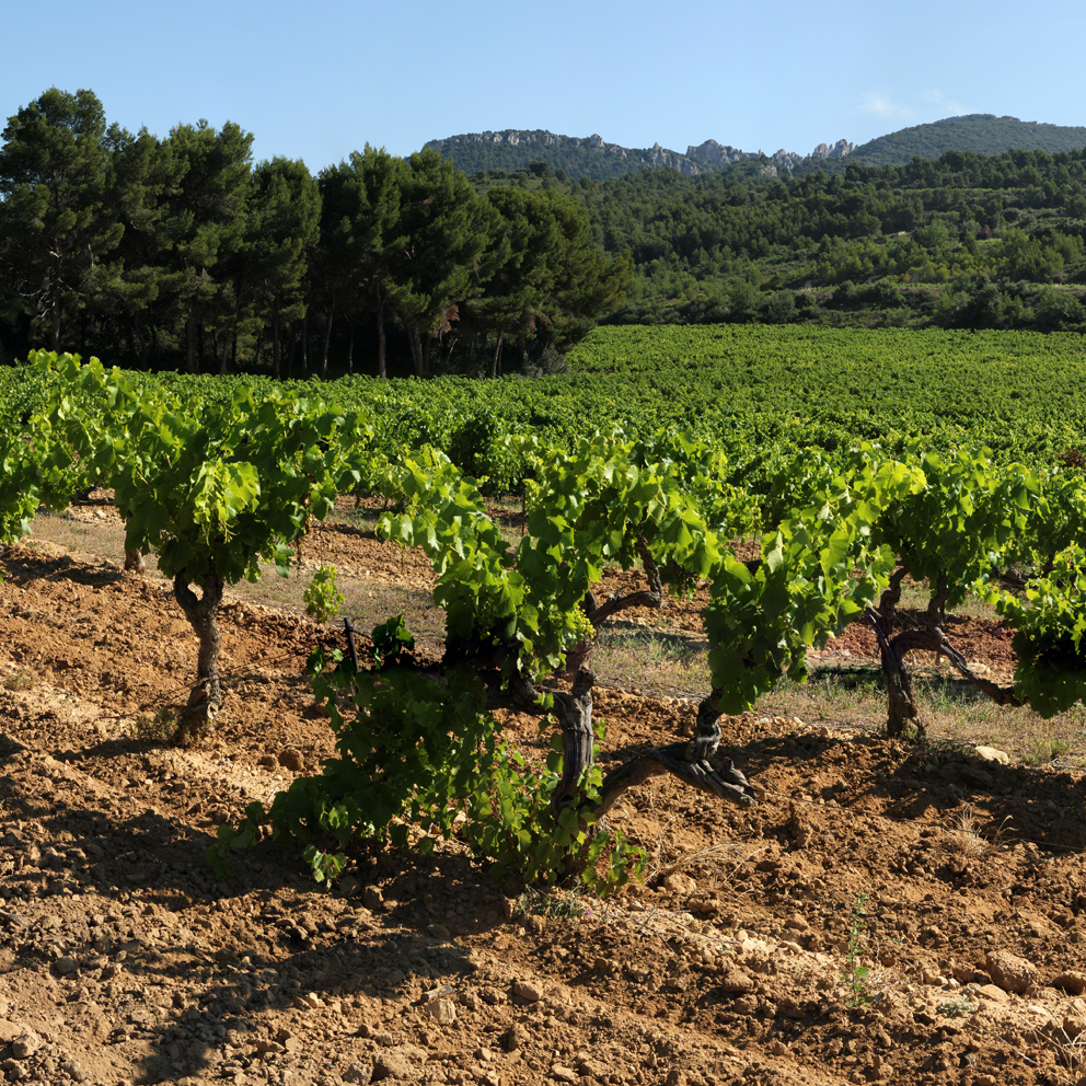 3 dentelles