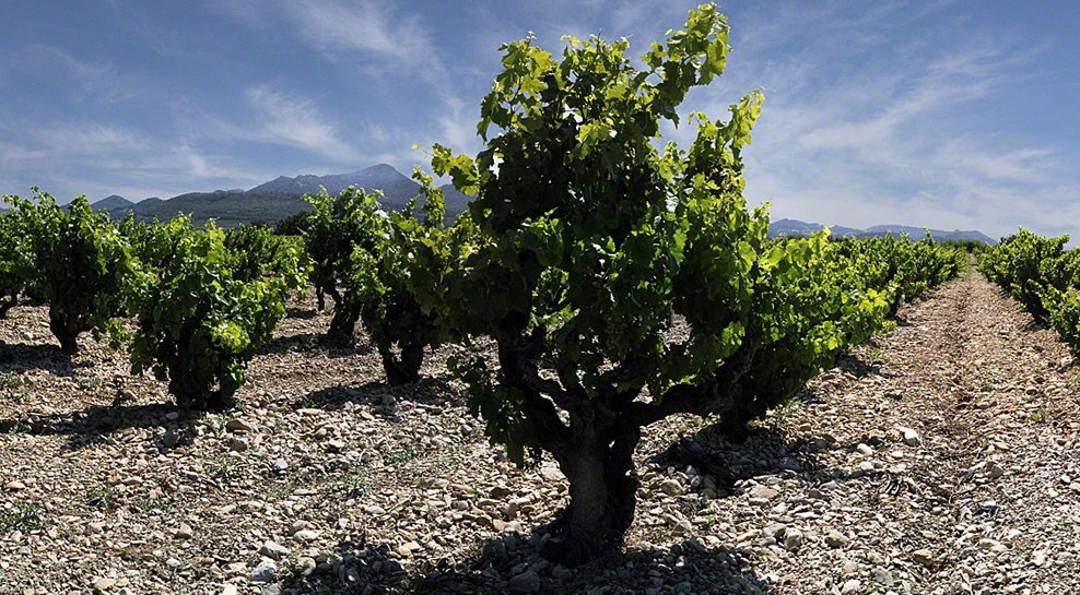Garrigue modif