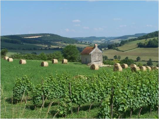 Paysage vignobles