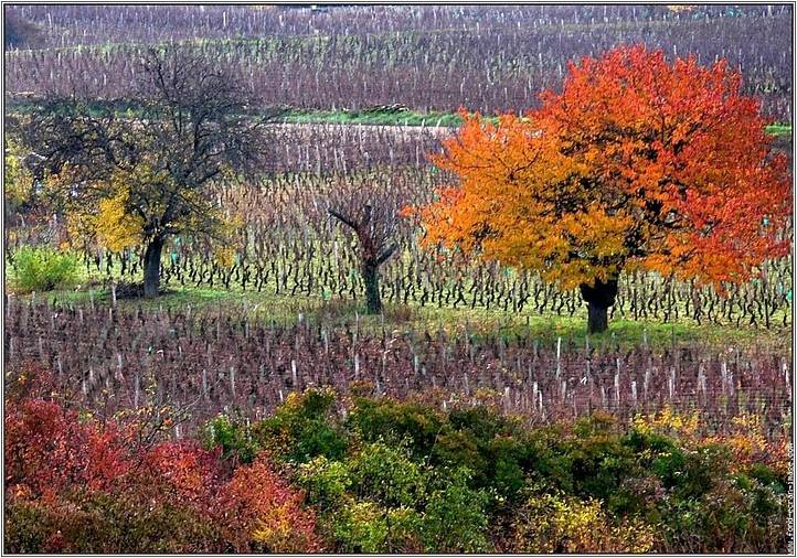 Vignobles automne