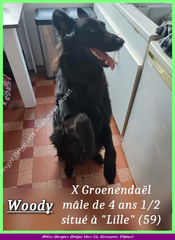 Post-5-Woody-