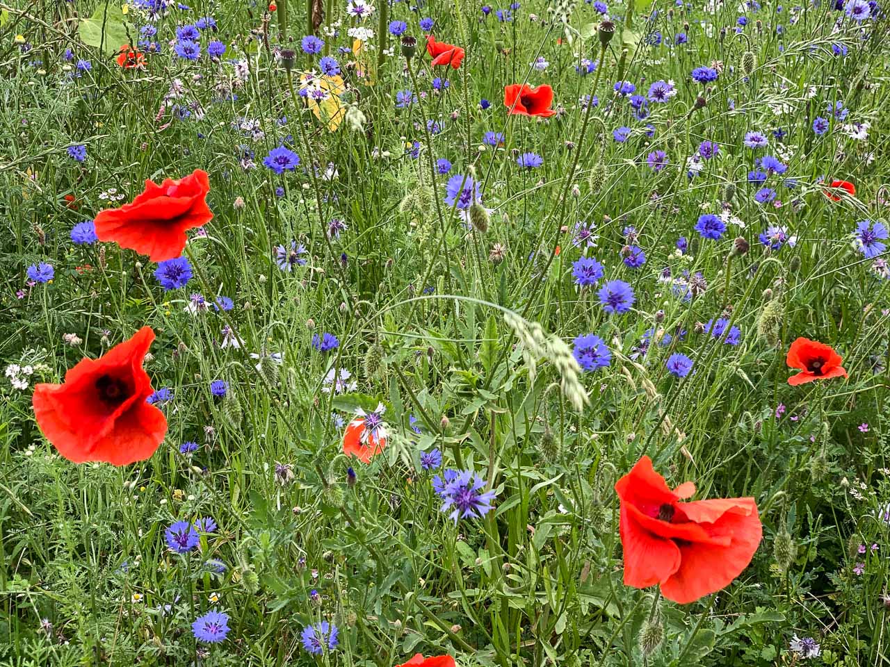 De part wezembeek web