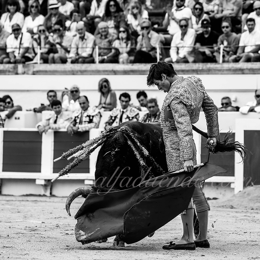 Alfaduende p58a0939 beziers 08 copie