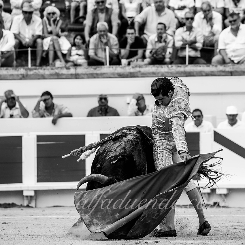 Alfaduende p58a1354 beziers 06 copie