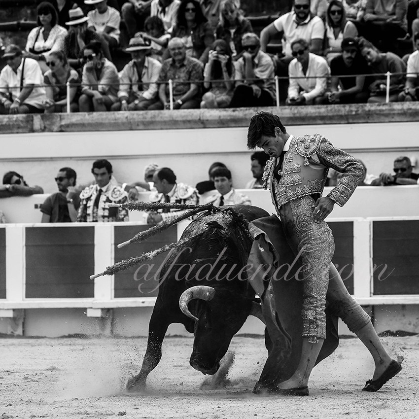 Alfaduende p58a1542 beziers 09 copie