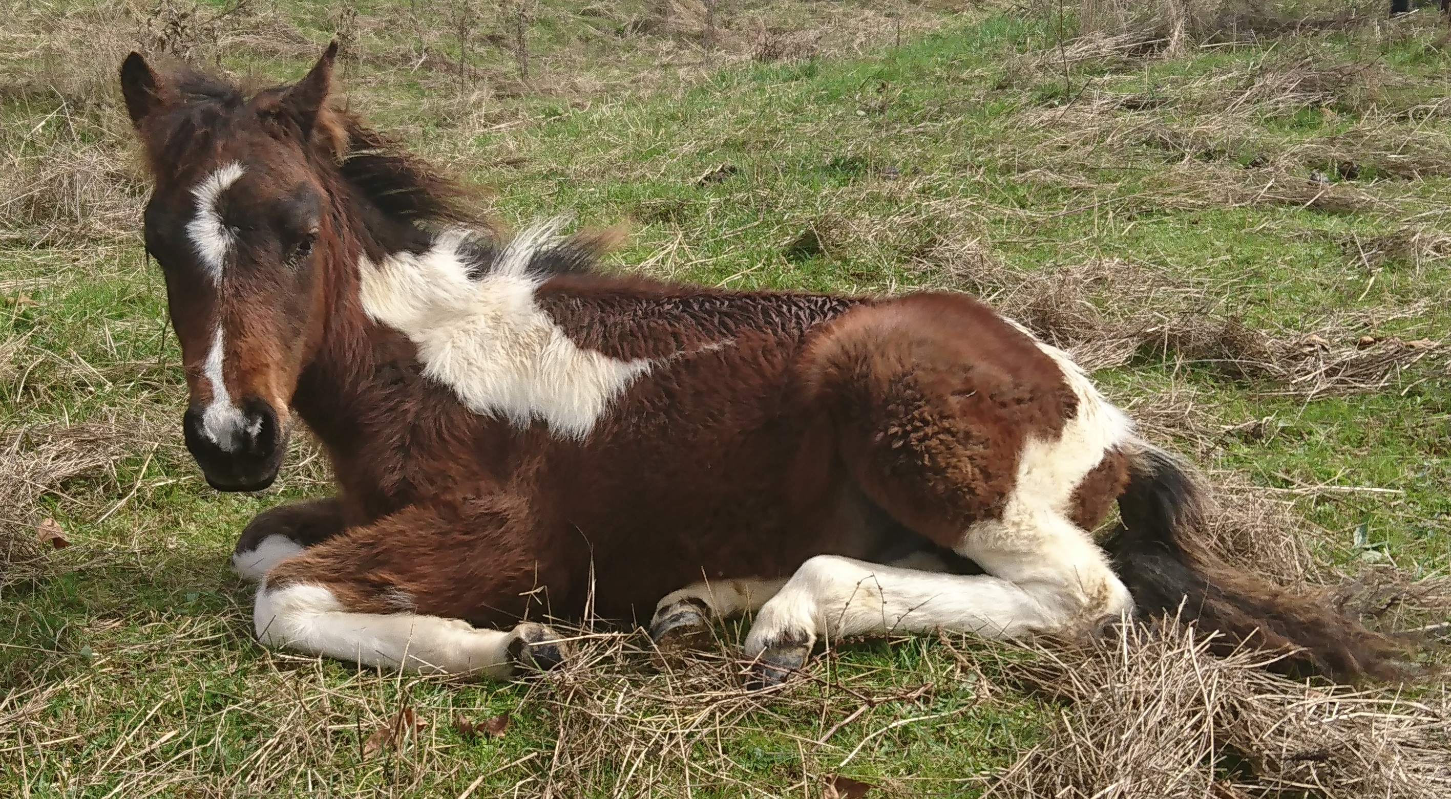 Krocmou-sieste-DSC 0277