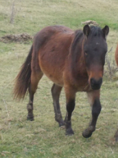 Kuzco-1an