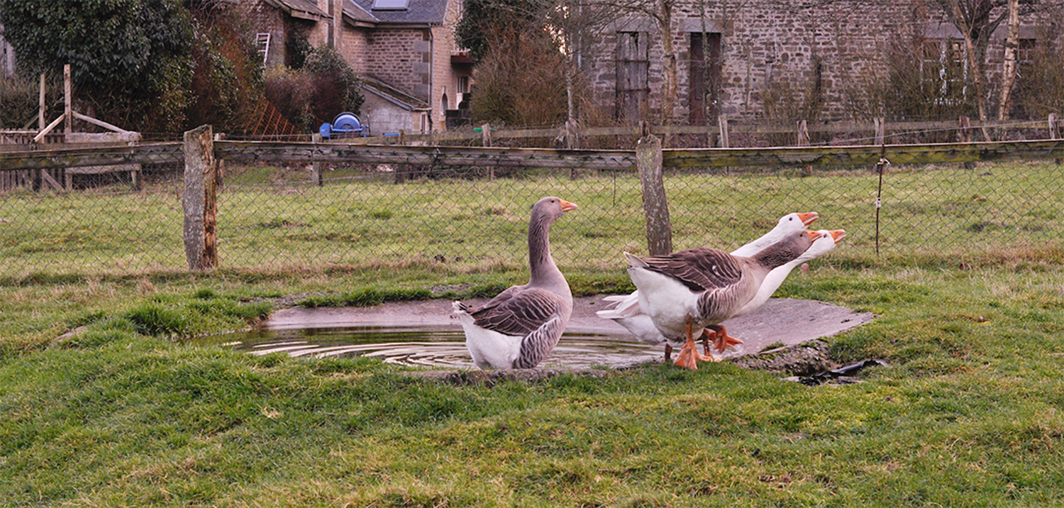 Ferme escures oies