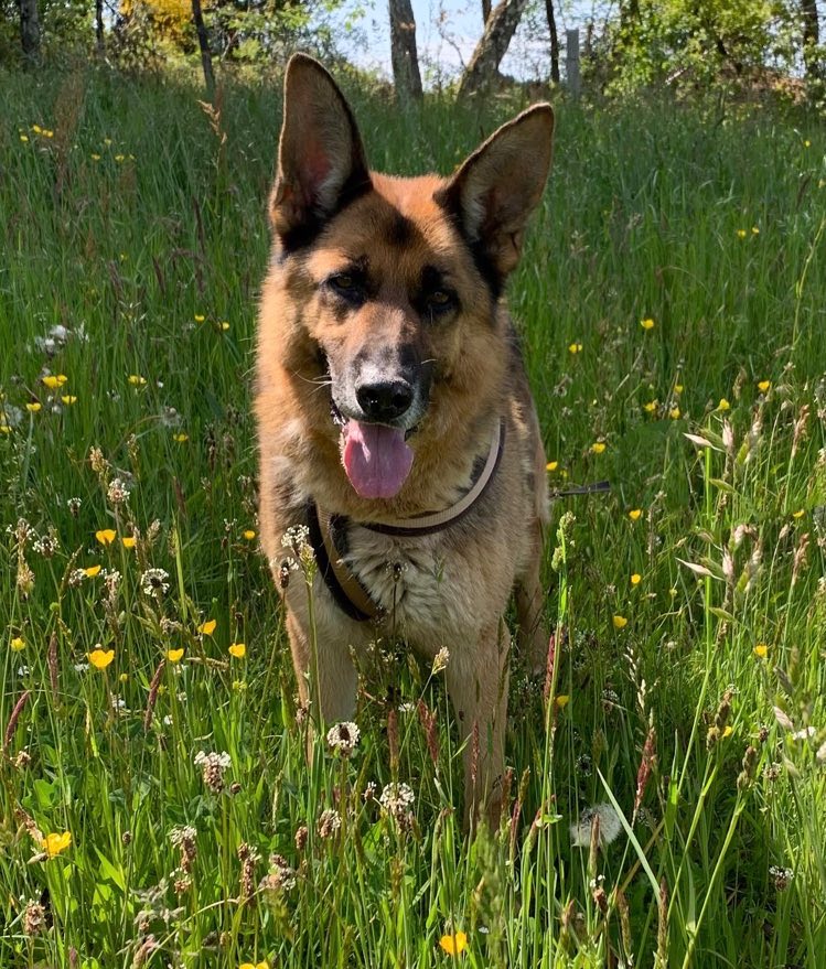 Kenzer accueil defilement pour nos chiens a l adoption 