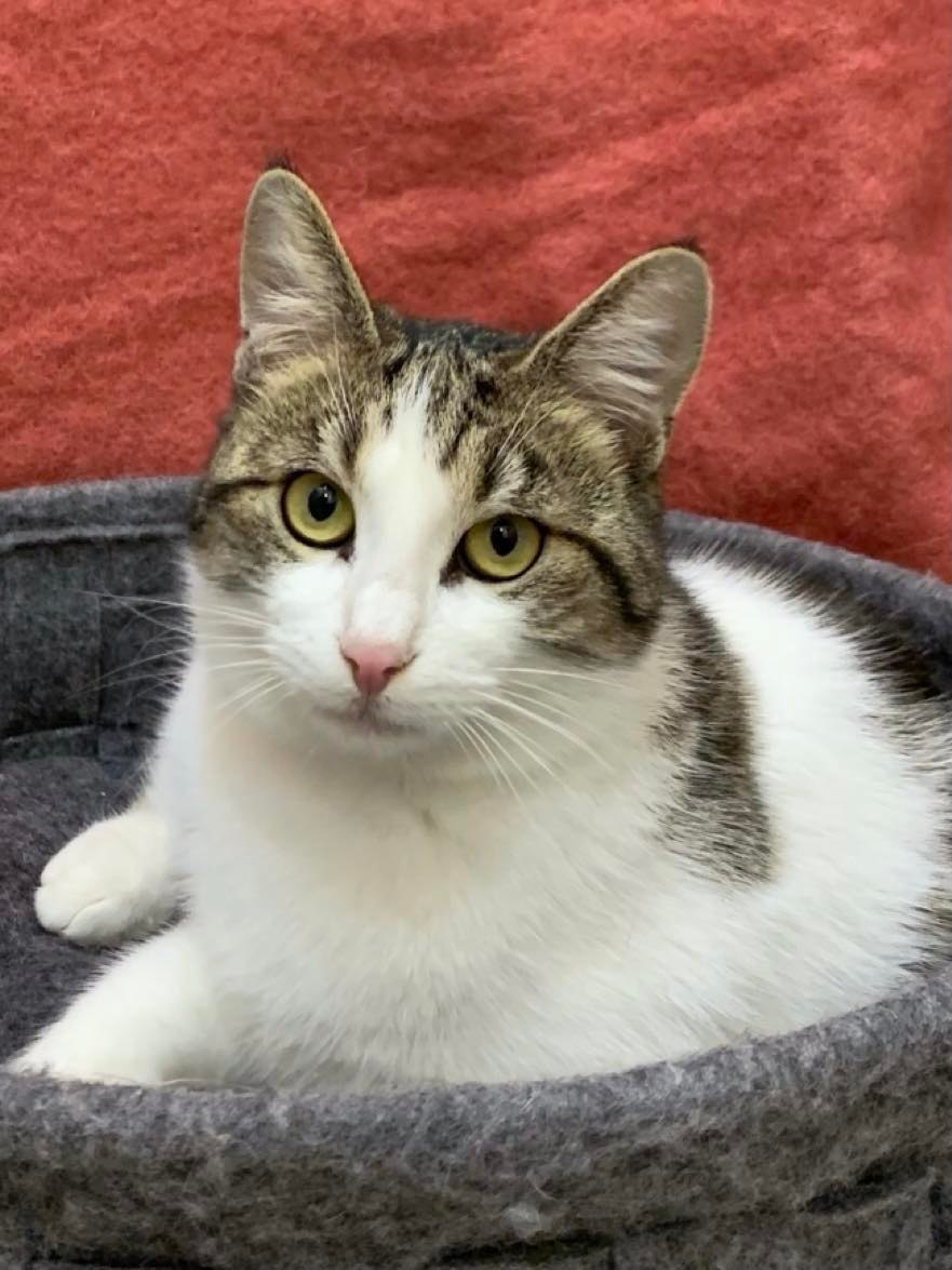 Tommy accueil defilement pour nos chats a l adoption 