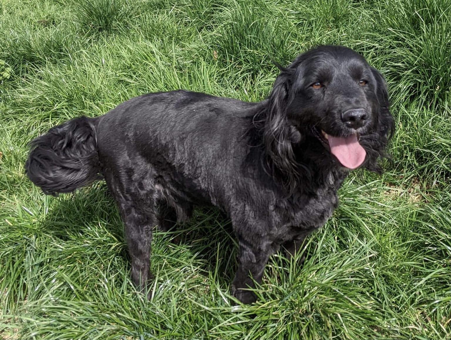 Lucas accueil defilement nos chiens a l adoption 