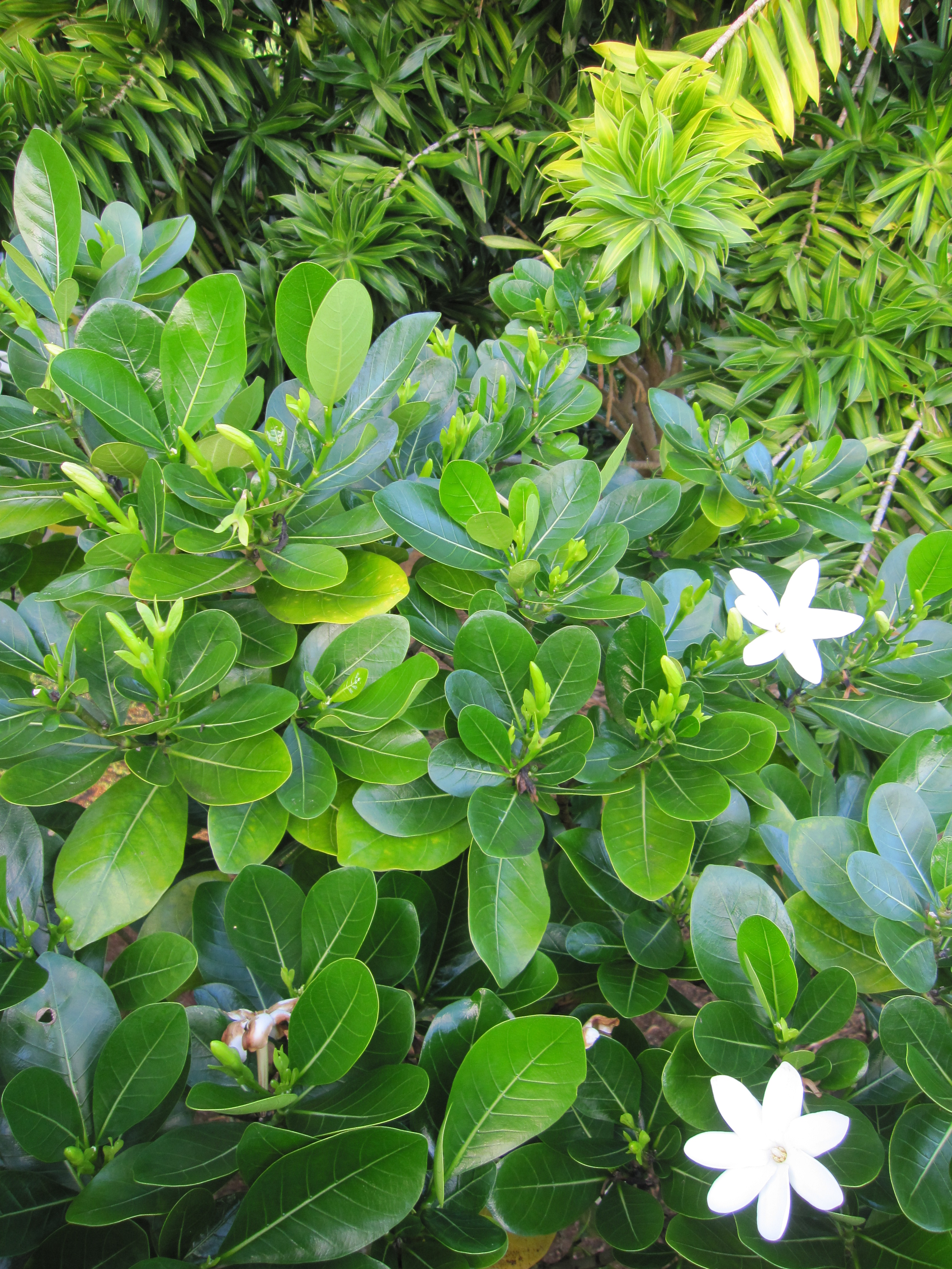 Tiare Tahiti du jardin ; Pension_Tautiare_Village
