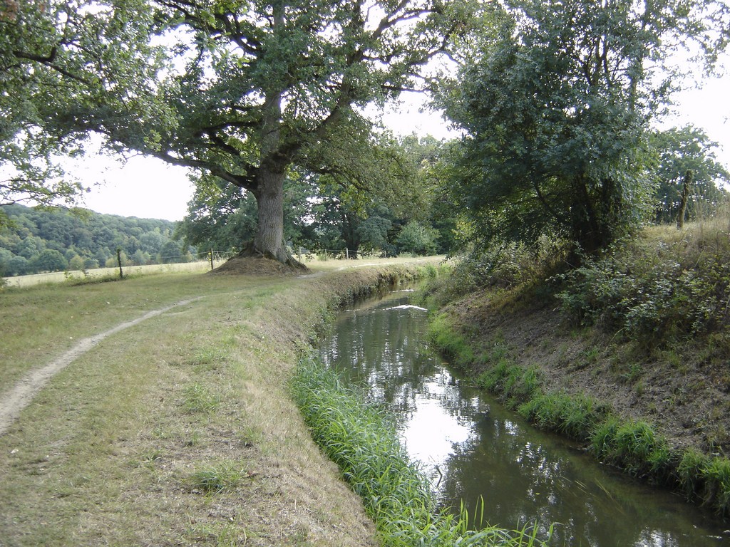 Rigole arbre