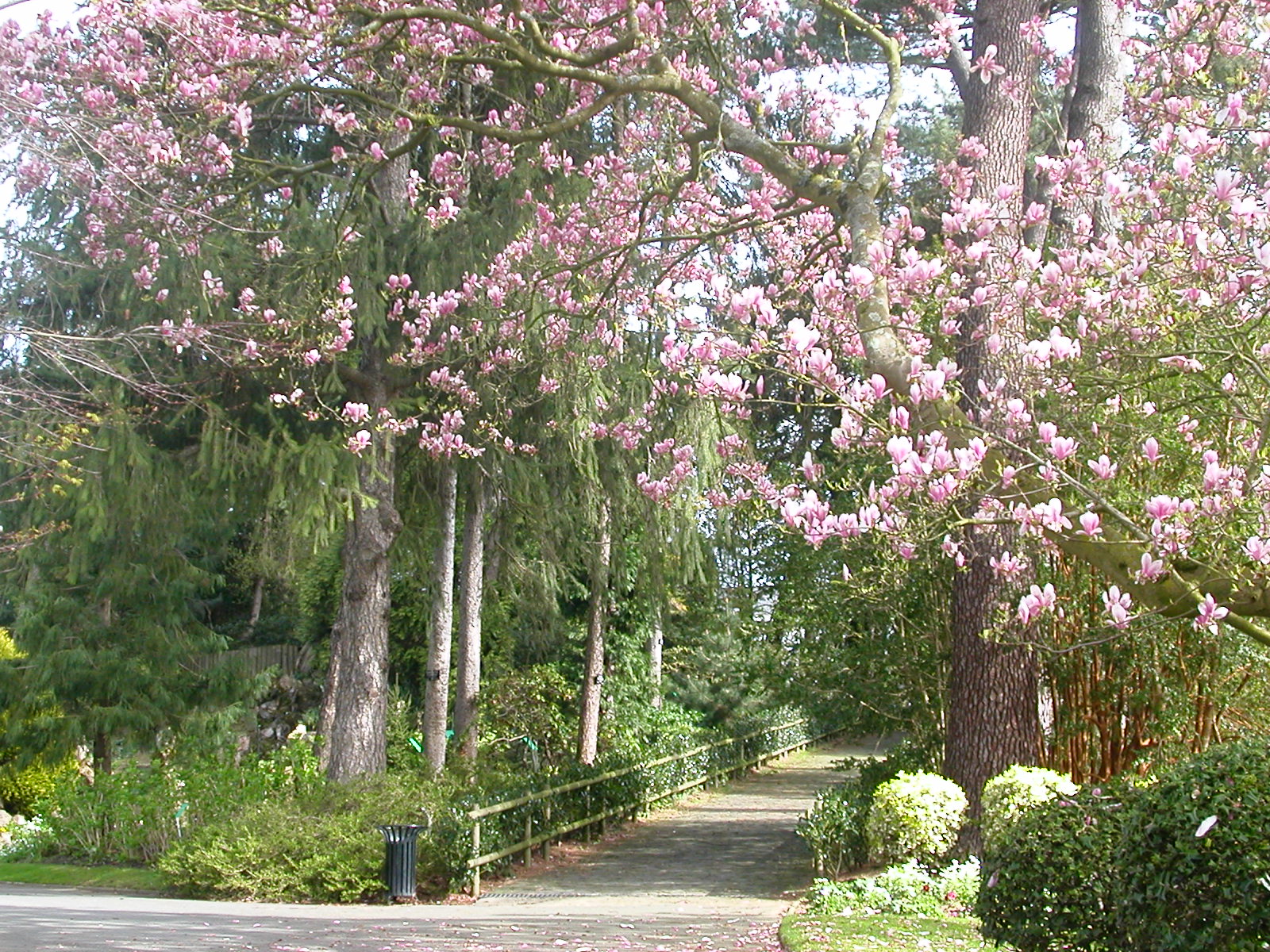 Nantesjardina