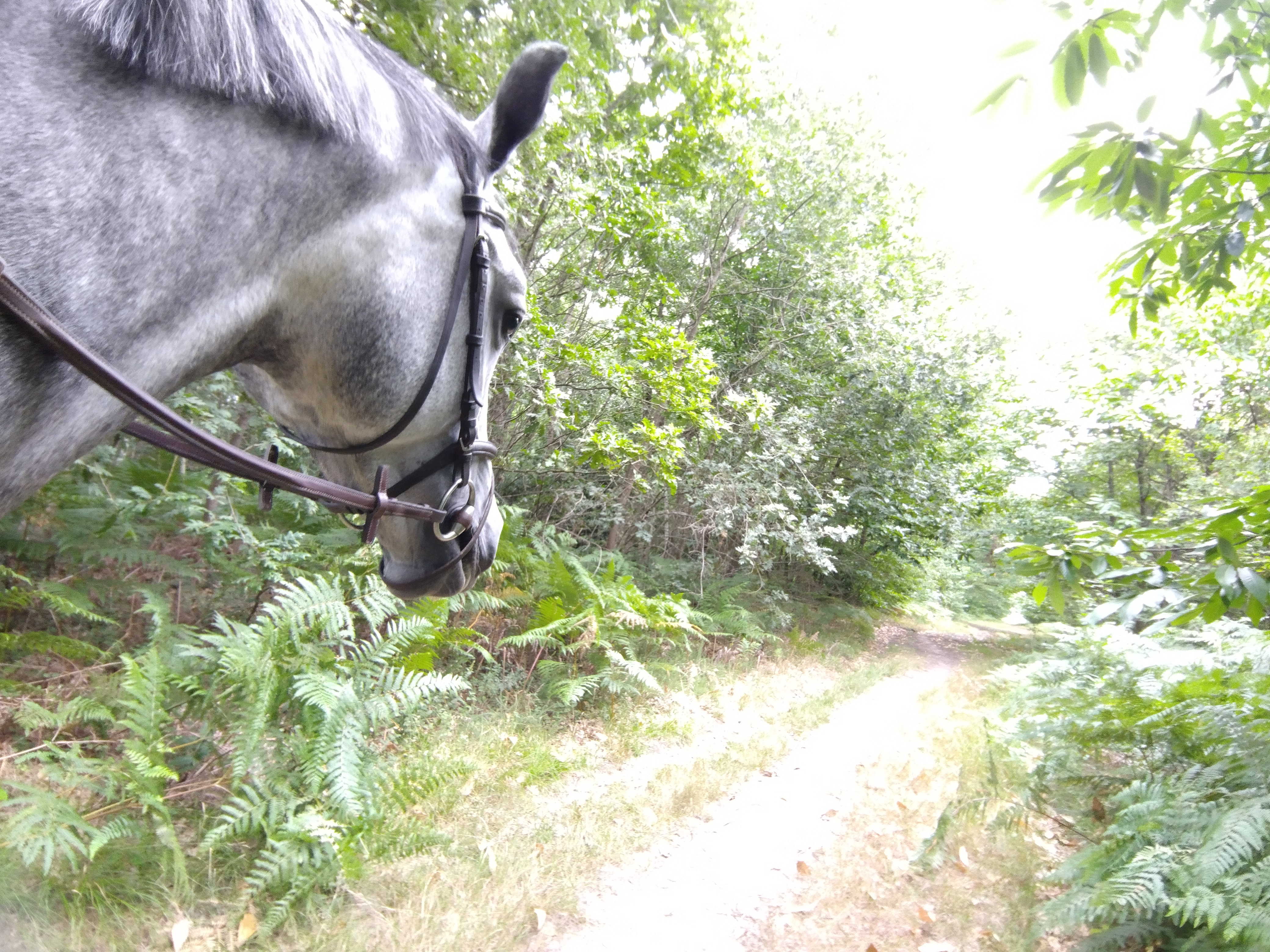 Foret