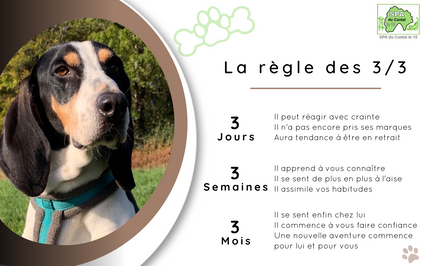 Regle-des-3-3-chiens