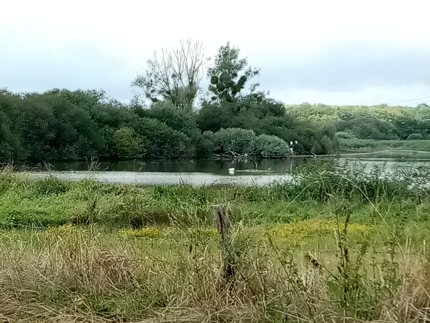 Au bord de l'étang