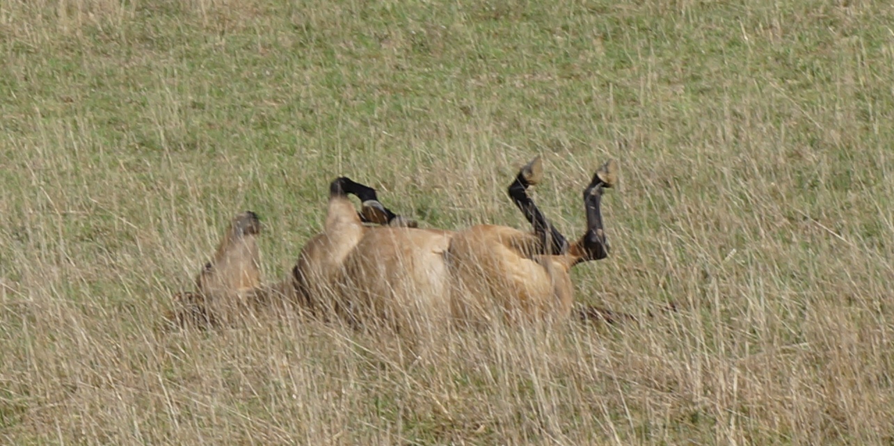 Copie de DSC01454