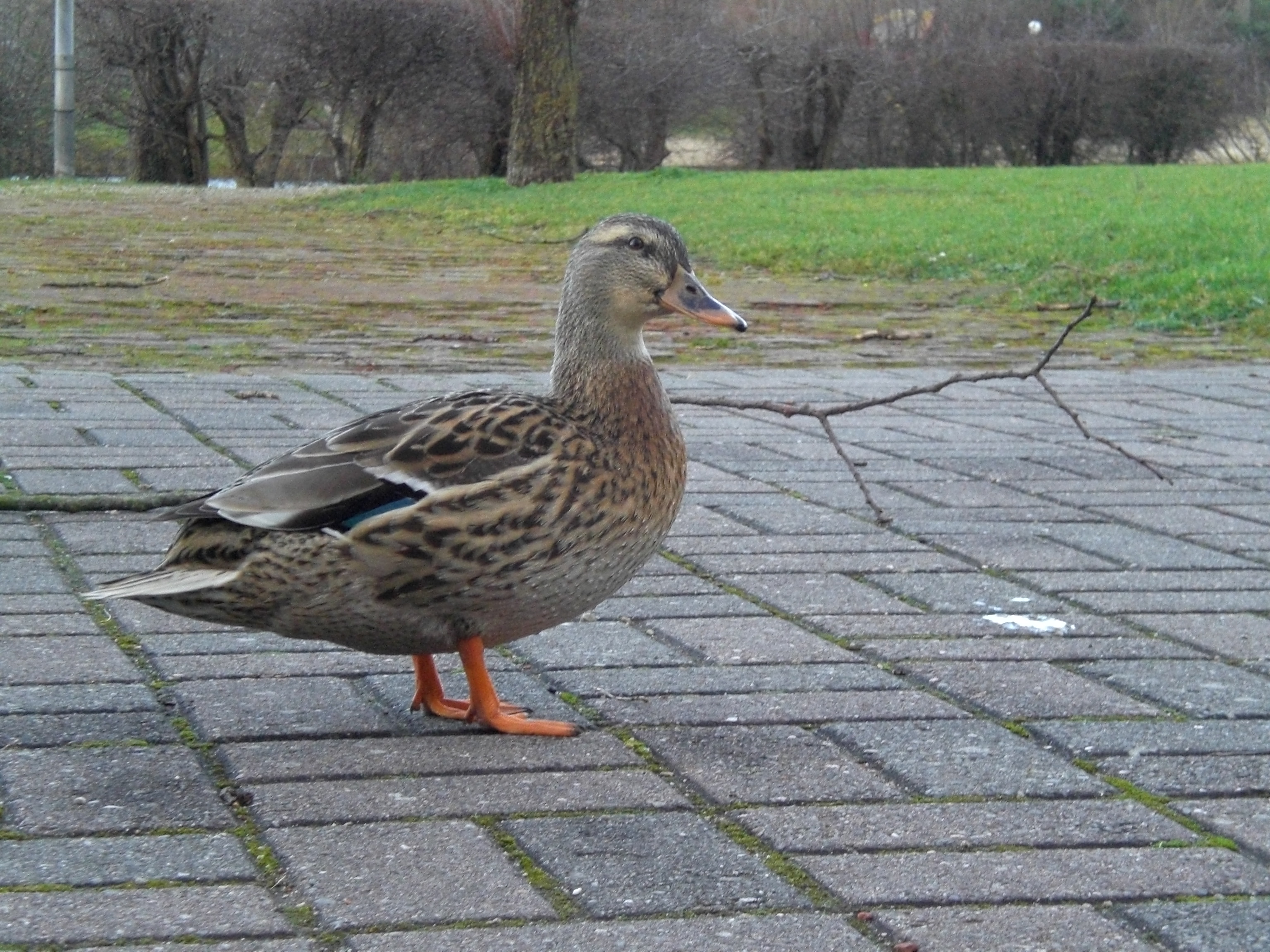 Cimg0086
