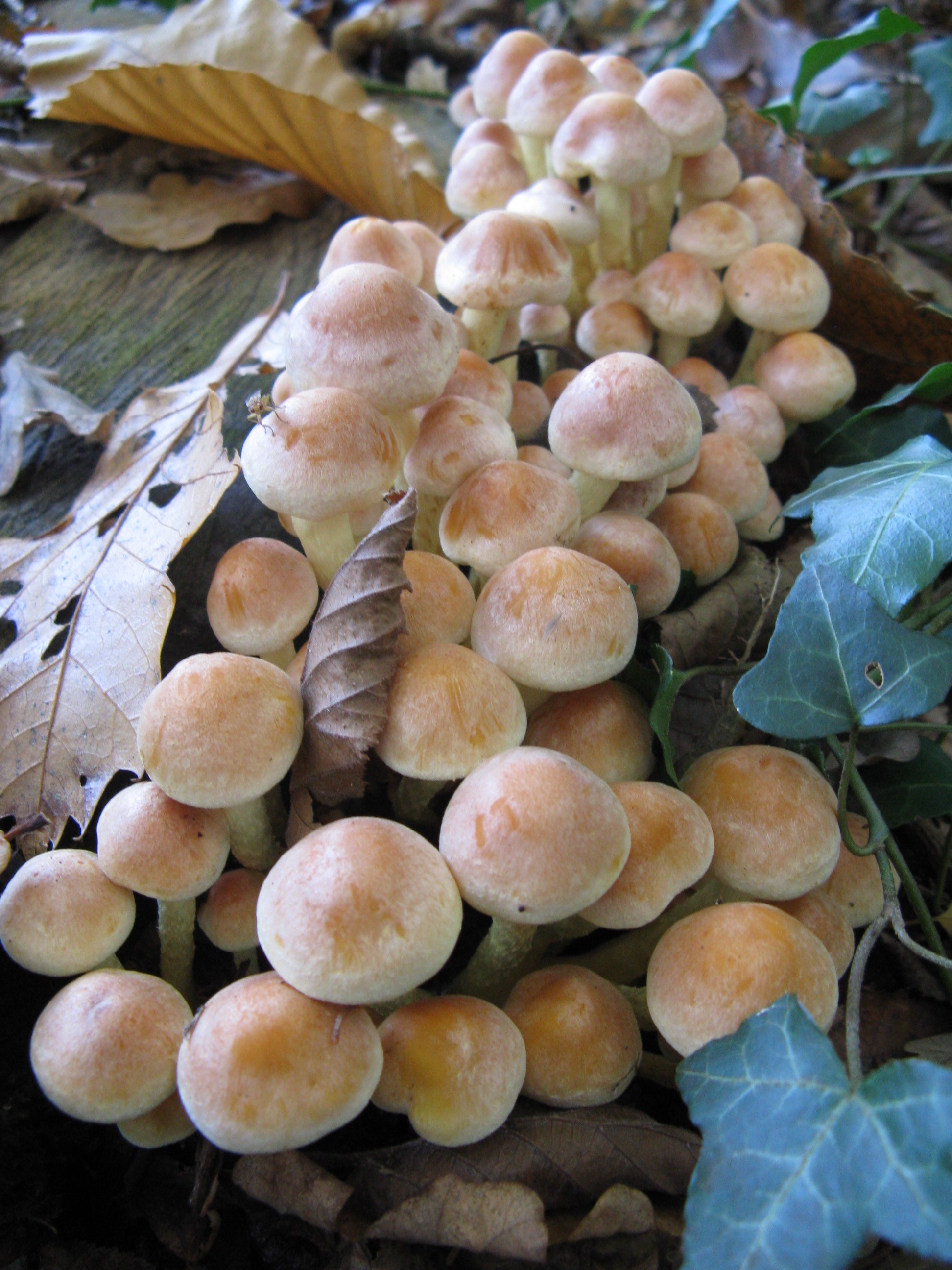 Photo 006