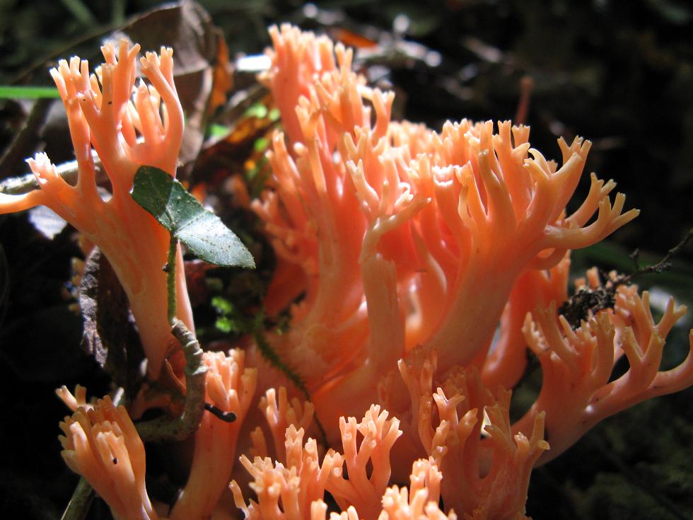 Ramaria
