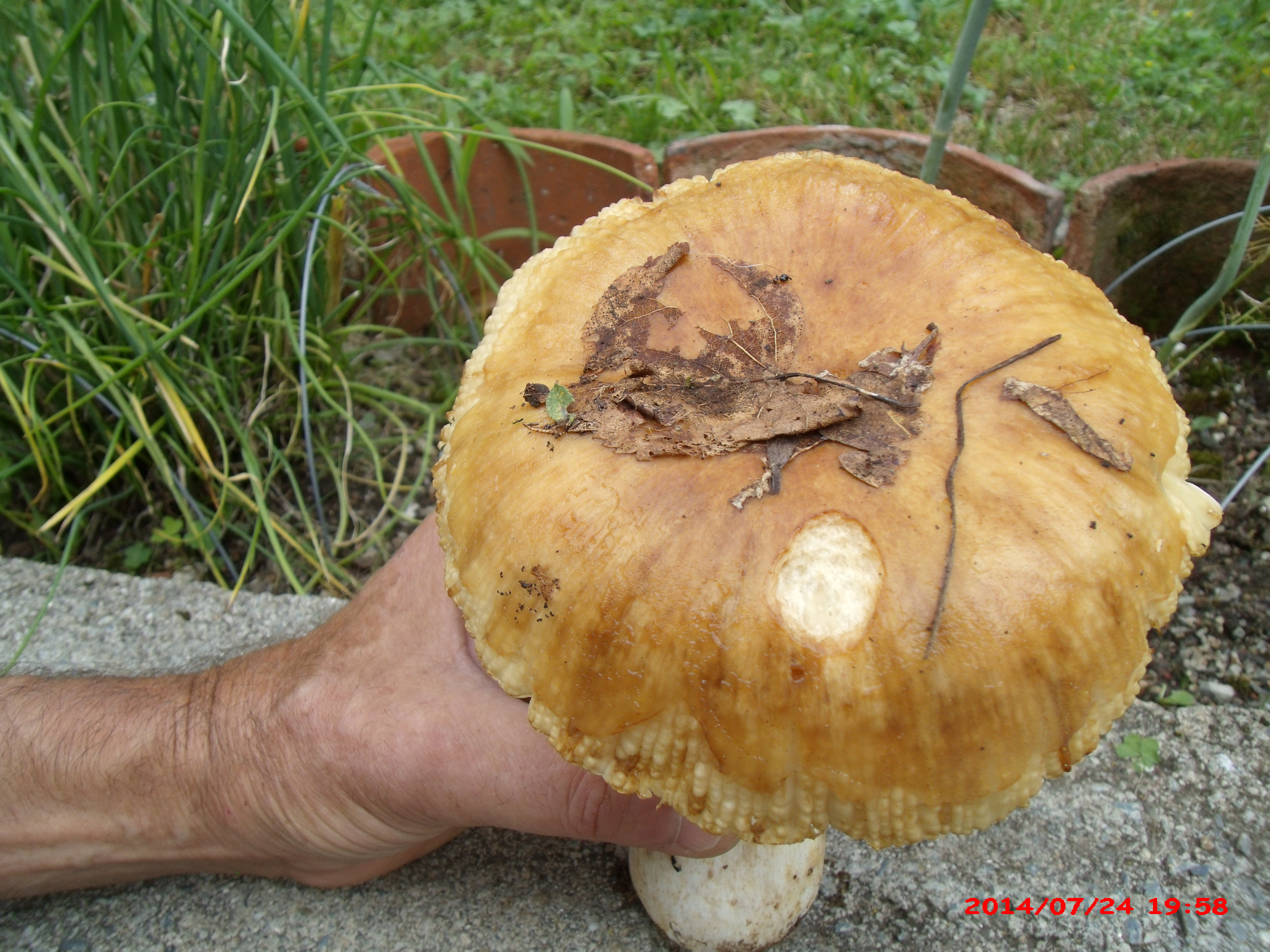 Russula foetens nc 4 