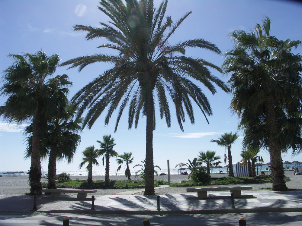 Palmiers almunecar