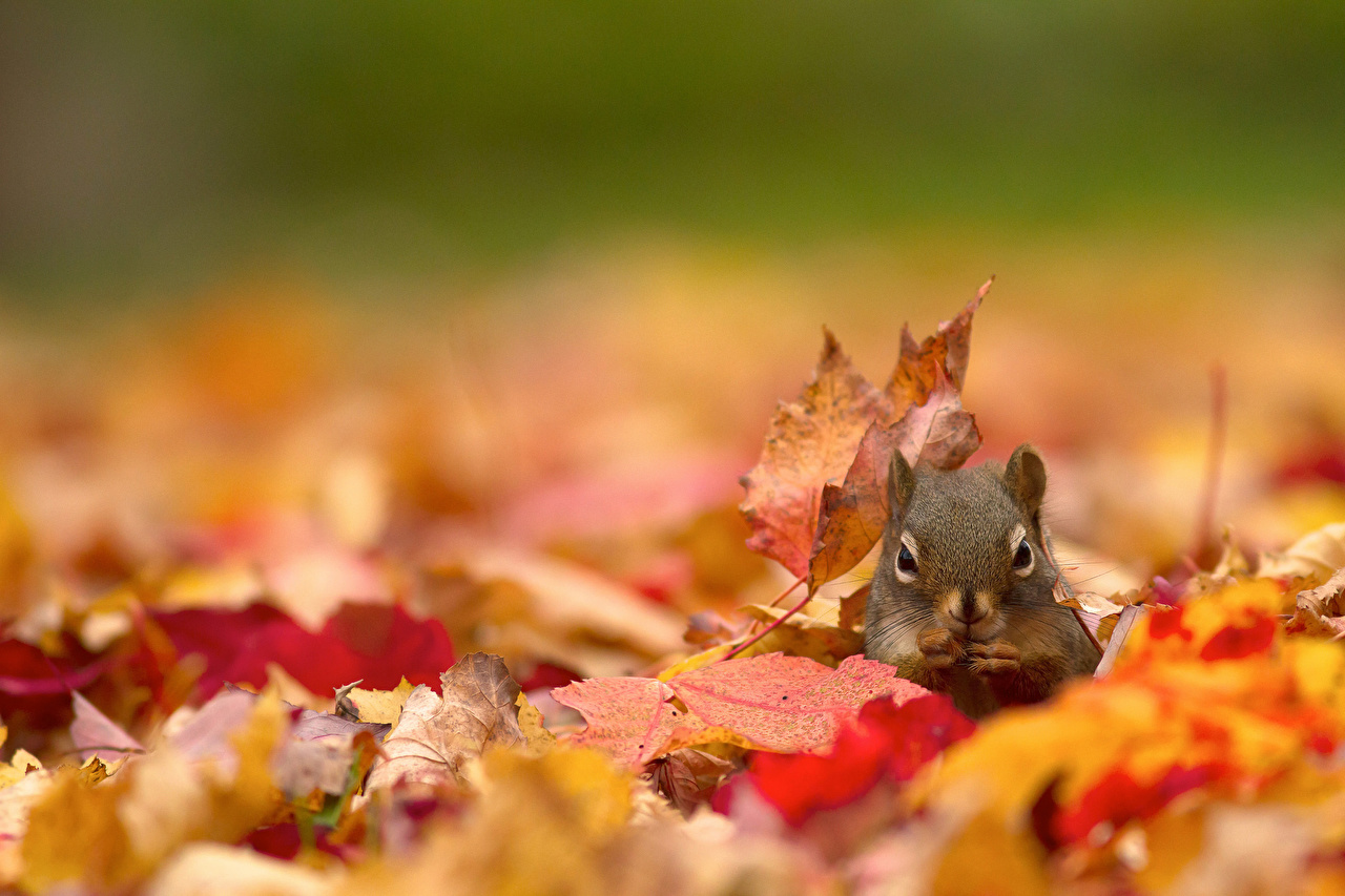Squirrels Autumn Foliage 476145