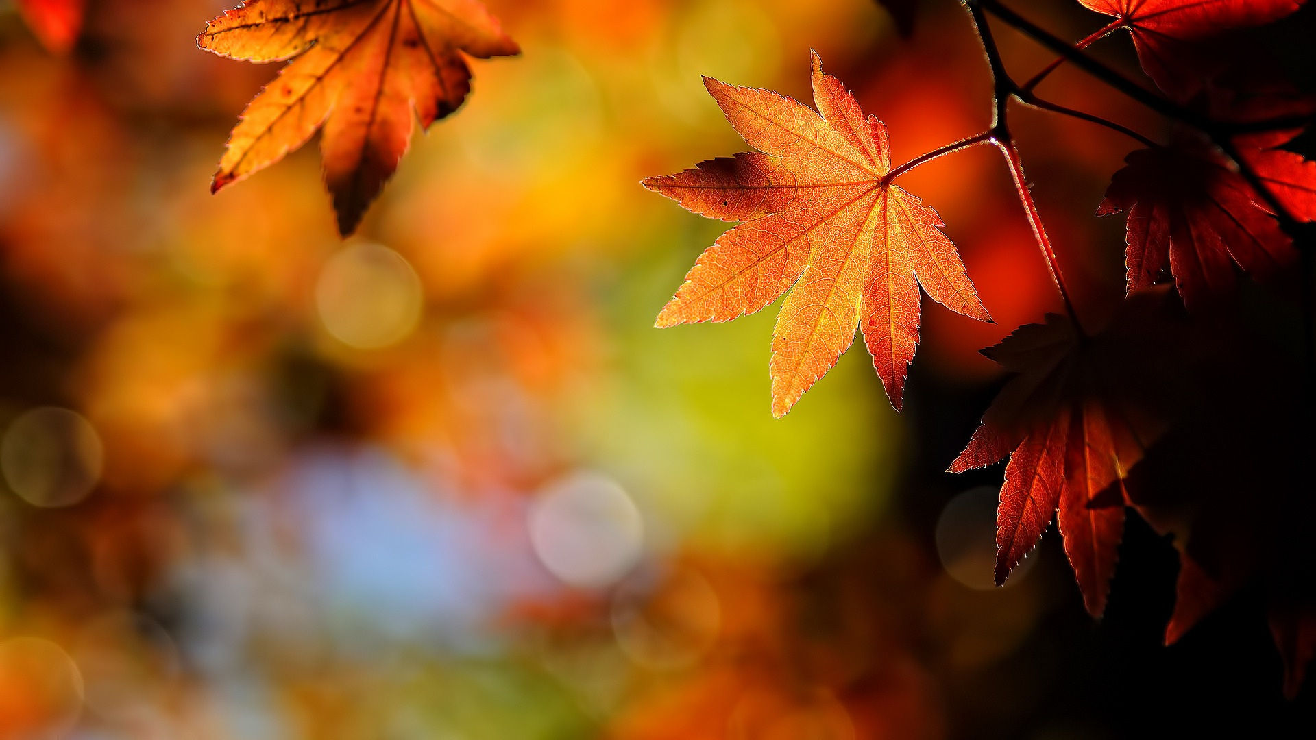Automne2