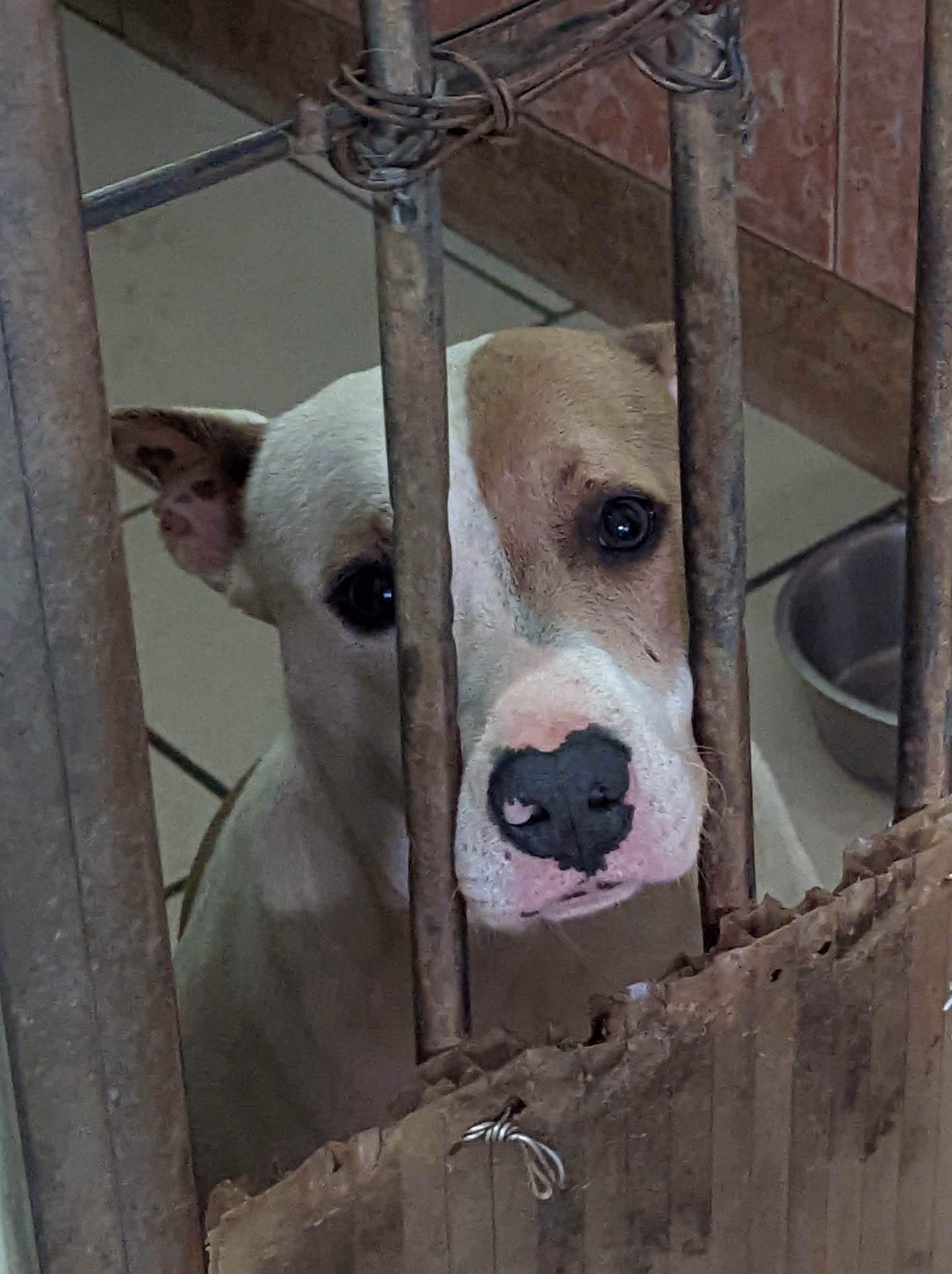 Alma-Animaux-trouves-pour-l-encart-Preambule-